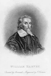 William Harvey 1578-1657 engelsk læge, c1600-tallet