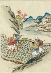 Arbejdere, der dyrker ris i en rismark, 1800-tallet