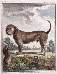 Krydshund (farvet print)