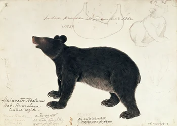 Tegning af en asiatisk sort bjørn, Ursus thibetanus, fra Himalayas centrale region