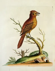 Indian Great Crested Bulcher Bird, pub. maj 1742 af G.E. Inard