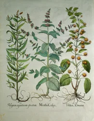 Mynte: Mentha crispa