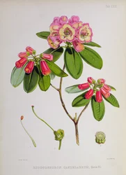 Rhododendron: Candelabrum, fra `The Rhododendrons of Sikkim-Himalaya af J.D. Hooker, 1849-51
