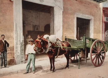 En muldyrvogn i Havana ledet af - sælger (foto)