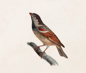 En farveillustration af en fugl