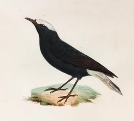 En farveillustration af en sort fugl med hvid hale