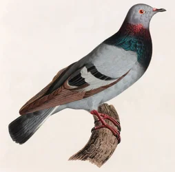 En farveillustration af en due