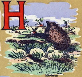 En herisson. Illustreret alfabet. Billeder genforenet i Jarville-Nancy, begyndelsen af det 20. århundrede. Mål: 40 x 29 cm. Litografi på bistre baggrund