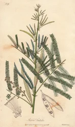 Acacia a cachou eller cachoutier (Acacia catechu) - Vand af William Clarke til at illustrere "Medical Botanical, Description of the Medicinal Plants of London, Edinburgh and Dublin" af John Stephenson og James Morss Churchill, udgivet i London af John Chur