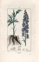 Aconit - Stik af Lambert efter tegning af Pierre Jean Francois Turpin (1775-1840), fra La flore medicale, de Chaumeton, Poiret et Chamberet, Paris 1830 - Munkehat, Aconitum napellus, med blomster, blade og rødder - Stik af Lambert efter tegning af Pierre J