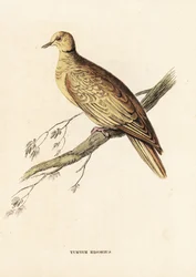 Afrikansk halsbånddue (ringdue), Streptopelia roseogrisea risoria (Turtur risorius). Håndkoloreret stålstik efter Edward Lear fra Georg Friedrich Treitschkes naturhistoriske galleri, Naturhistorischer Bildersaal des Thierreiches, Liepzig.