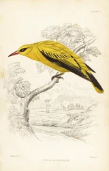Afrikansk guldpirol, Oriolus auratus. Håndkoloreret stålstik af William Lizars efter William Swainson fra Sir William Jardine
