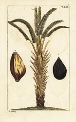 Afrikansk oliepalmetræ med frugt, Elaeis guineensis.