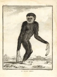 Agil gibbon, Hylobates agilis. Engandered. Den store gibbon. Kobberstik af C. Baquoy, efter en illustration af Jacques de Seve fra Georges-Louis Leclerc, Comte de Buffon