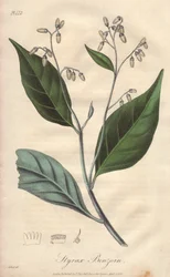 Alibouffier eller styrax (Styrax benzoin) - Stærkt vand af William Clarke til at illustrere "Medical Botanical, Description of the Medicinal Plants of London, Edinburgh, and Dublin" af John Stephenson og James Morss Churchill, udgivet i London af John Chur