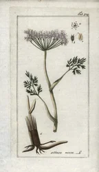 Alpekørvel eller bjergfennikel (Meum athamantium). Litografi fra "Afbeelding der Artseny-Gewassen" af Johannes Zorn (1739-1799), Holland