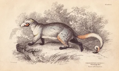 Amerikansk paradoks, Paradoxurus dubius. Fra et eksemplar på Philadelphia Museum. Håndkoloreret stålstik af Lizars efter en illustration af Charles Hamilton Smith fra William Jardine