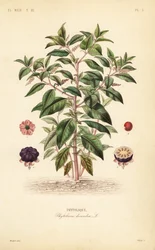 Amerikansk pokeweed, Phytolacca americana, Phytolacca decandra, Phytolaque