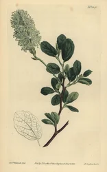 Amerikansk Wych Hazel, Fothergilla gardenii (stumpbladet fothergilla, Fothergilla alnifolia obtusa)