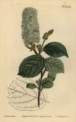 Amerikansk wychhassel, Fothergilla gardenii (bredbladet fothergilla, Fothergilla alnifolia major)