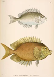 Amphacanthus dorsalis, Amphacanthus corallinus, Indonesien