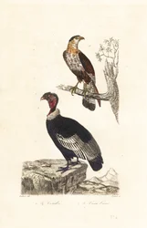 Andeskondor og sydlig crested caracara.