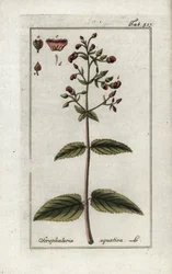 Akvatisk scrophular (Scrophularia aquatica). Litografi fra "Afbeelding der Artseny-Gewassen" af Johannes Zorn (1739-1799), Holland