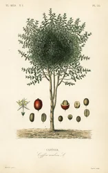 Arabisk kaffetræ, Coffea arabica, Cafeyer