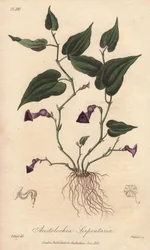 Aristoloche (Aristolochia serpentaria) - stærkt vand af William Clarke til illustration af "Medical Botanical, Description of the Medicinal Plants of London, Edinburgh and Dublin" af John Stephenson og James Morss Churchill, udgivet i London af John Churc.