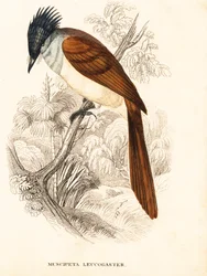 Asiatisk paradisfluefanger (Himalaya), Terpsiphone paradisi leucogaster (Muscipeta leucogaster). Håndkoloreret stålstik fra Georg Friedrich Treitschkes naturhistoriske galleri, Naturhistorischer Bildersaal des Thierreiches, Liepzig.