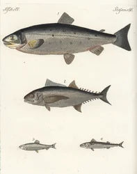 Atlantisk laks, Salmo salar 1, tun, Thunnus species 2, atlantisk sild, Clupea harengus 3, og atlantisk makrel (makrel), Scomber scombrus 4. Håndkoloreret kobberstik fra Friedrich Johann Bertuchs Bilderbuch fur Kinder (Billedbog for børn).