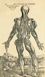 Bagsiden af den mandlige menneskelige krop, en anatomisk undersøgelse oprindeligt offentliggjort i De Humani Corporis Fabrica Libri Septem (Om menneskekroppens stof i syv bøger) af Andreas Vesalius, udgivet Basel