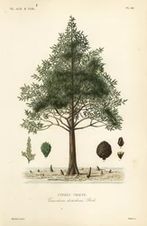 Skaldet cypres eller sumpcyprestræ, Taxodium distichum, Cypres chauve