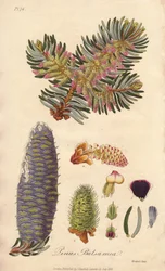 Balsamgran (Abies balsamea) - stærkt vand af William Clarke til illustration af "Medical Botanical, Description of the Medicinal Plants of London, Edinburgh and Dublin" af John Stephenson og James Morss Churchill, udgivet i London af John Churchill i 183