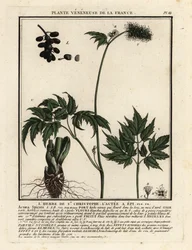 Banebær, Actaea spicata.