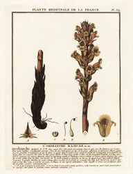 Sengehalm kosterape; Orobanche caryophyllacea.
