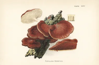 Bøfstiksvamp, Fistulina hepatica. Kromolitografi efter en botanisk illustration af William Hamilton Gibson fra hans bog Our Edible Toadstools and Mushrooms.