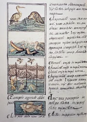 Fuglejagt på søen, side fra den florentinske Codex, tosproget version på spansk og Nahuatl, General History of the Things of New Spain, af den spanske missionær Fray Bernardino de Sahagun (1499-1590). Aztekisk civilisation