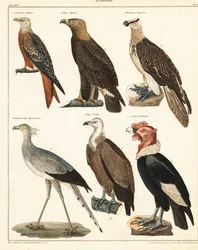 Rovfugle., 1841 (litografi)