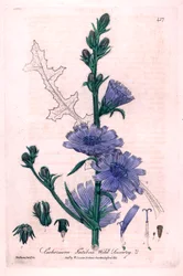 Bitter cikorie (Cichorium intybus) Botanisk planche fra "British Phaenogamous Botany" af William Baxter og Charles Mathews 1841