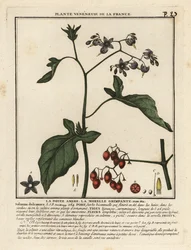 Bittersød natskygge, Solanum dulcamara.