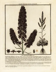 Sort foldblad, Veratrum nigrum.
