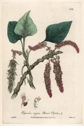 Sort eller frankisk poppel, liard eller piboule (Populus nigra) - Botanisk tavle af Isaac Russell, graveret af Charles Matthews, hentet fra 
