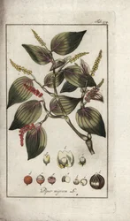 Skål med sort peber (Piper nigrum). Litografi fra "Afbeelding der Artseny-Gewassen" af Johannes Zorn (1739-1799), Holland