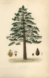 Sortfyr eller østrigsk fyr, Pinus nigra subsp.