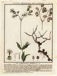 Blærecampion, Silene vulgaris.
