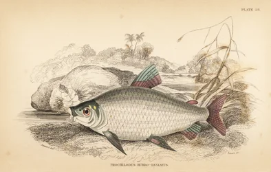Bocachico eller koulimata, Prochilodus rubrotaeniatus (blegrødstribet laksekarpe, Prochilodus rubro-taeniatus). Håndkoloreret stålstik af W.H. Lizars efter en illustration af James Stewart fra Robert Schomburg