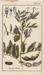 Botanisk: Bønneplante med blomster, blade og bønner i bælg, Vicia faba. Håndkoloreret kobberstik efter en tegning af B. Thanner fra Johannes Zorns "Icons plantarum medicinalium", Tyskland.