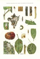 Botanisk bestyrelse/frugttræsparasitter