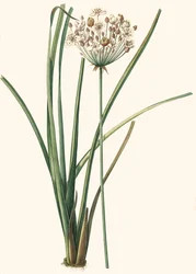 Botanisk illustration/Rdoute/Butomus umbellatus/Umbely Butome/Blomsterarmring